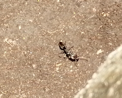 Odontomachus haematodus