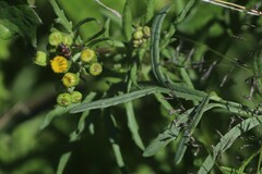 Senecio brigalowensis