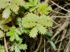 Acaena anserinifolia
