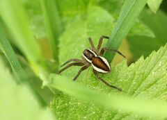 Dolomedes