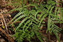 Adiantum formosum