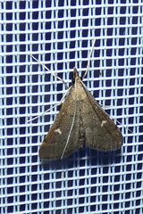 Dolicharthria punctalis