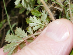 Acaena anserinifolia