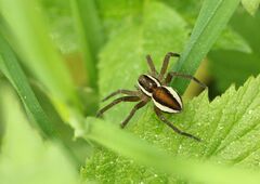 Dolomedes