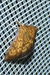 Ecpyrrhorrhoe rubiginalis