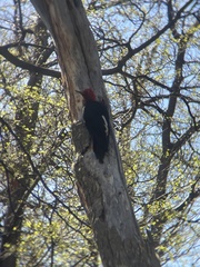 Campephilus magellanicus