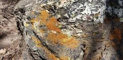 Xanthorioideae