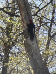 Campephilus magellanicus