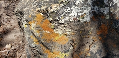 Xanthorioideae