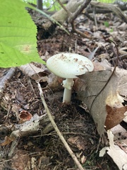 Amanita citrina