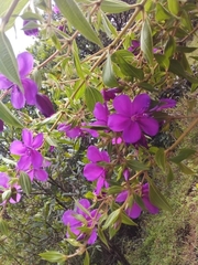 Melastomeae