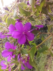 Melastomeae
