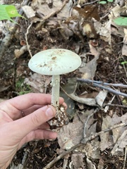 Amanita citrina