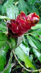 Costus