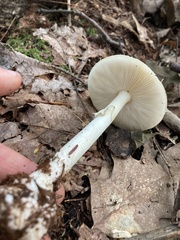 Amanita citrina