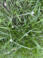Cyperus mindorensis