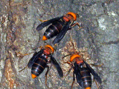 Vespa mandarinia