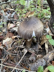 Amanita pachycolea