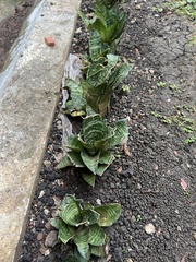 Sansevieria