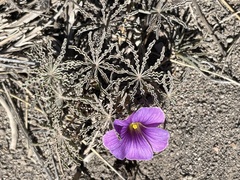 Oxalis laciniata