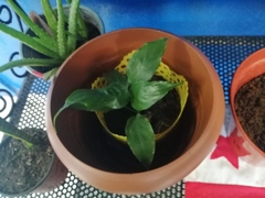 Monsteroideae