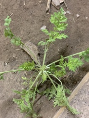 Chaerophyllum tainturieri