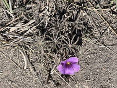 Oxalis laciniata