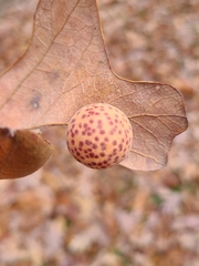 Atrusca quercuscentricola