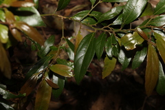 Cryptocarya triplinervis pubens