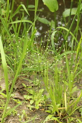 Androsace filiformis