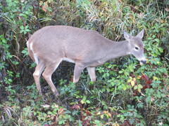 Odocoileus virginianus leucurus
