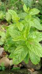 Mentha × piperita