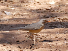 Turdus libonyana