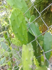 Opuntia cochenillifera