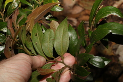 Cryptocarya triplinervis pubens