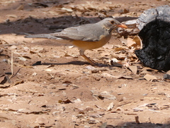Turdus libonyana