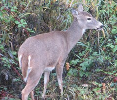 Odocoileus virginianus leucurus
