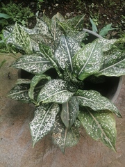 Dieffenbachia