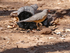 Turdus libonyana