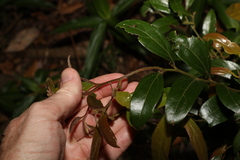 Cryptocarya triplinervis pubens