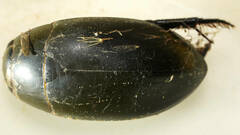 Hydrophilus brevispina