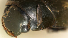 Hydrophilus brevispina