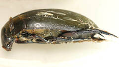 Hydrophilus brevispina