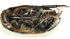 Hydrophilus brevispina