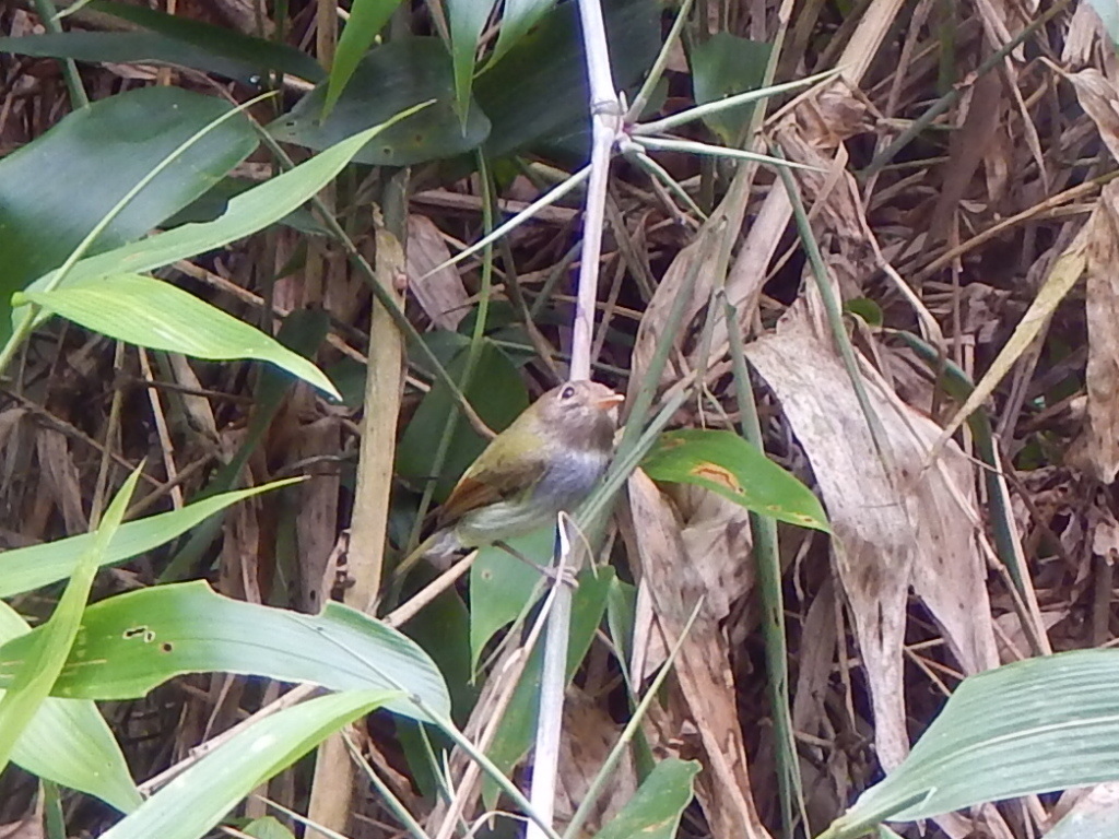 Fork-Tailed Tody-Tyrant