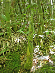 Bambusoideae
