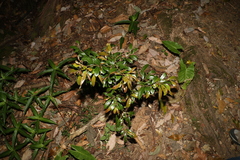 Cryptocarya triplinervis pubens