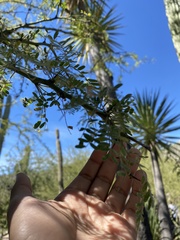 Parkinsonia