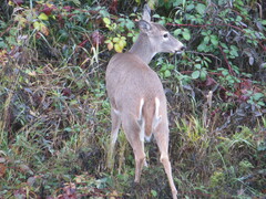 Odocoileus virginianus leucurus