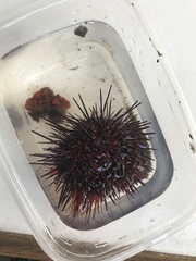 Mesocentrotus franciscanus